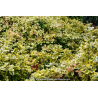 EUONYMUS fortunei \'Emerald\'n Gold\'