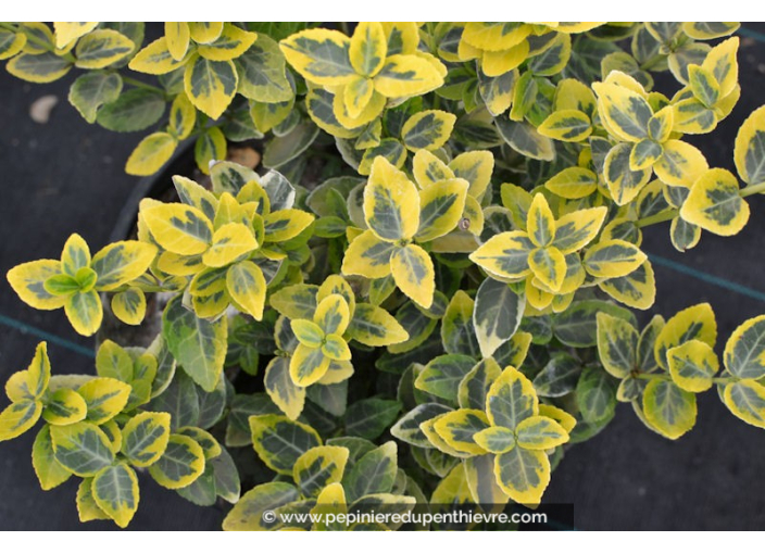 EUONYMUS fortunei 'Emerald'n Gold'
