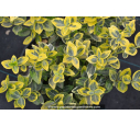 EUONYMUS fortunei 'Emerald'n Gold'