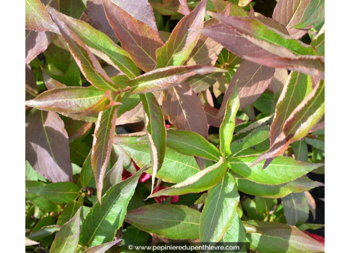 WEIGELA 'All Summer Red'