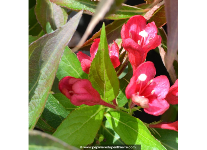 WEIGELA 'All Summer Red'