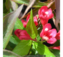 WEIGELA 'All Summer Red'