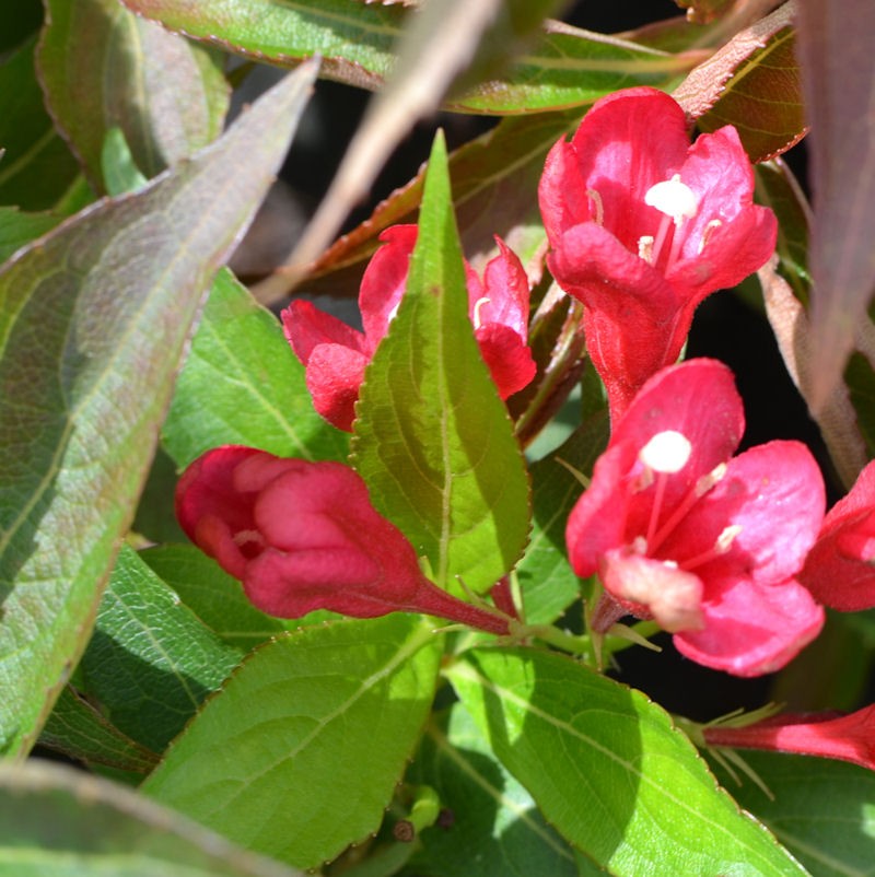 Weigélia 'All summer red', Weigela, rouge Pépinière du Penthièvre