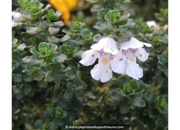 PROSTANTHERA cuneata