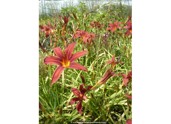 HEMEROCALLIS 'Crimson Glory' HEMEROCALLIS 'Crimson Glory'