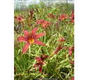 HEMEROCALLIS 'Crimson Glory' HEMEROCALLIS 'Crimson Glory'
