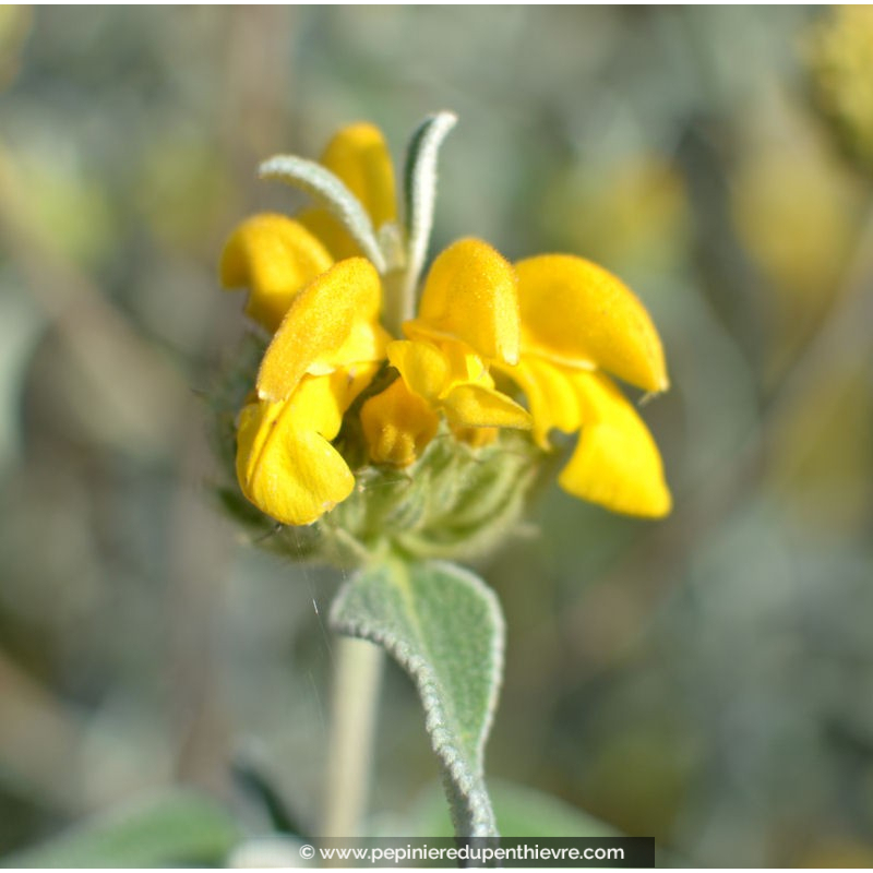 PHLOMIS fruticosa