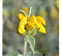 PHLOMIS fruticosa