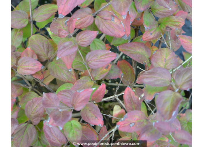 KOLKWITZIA amabilis 'Pink Cloud'