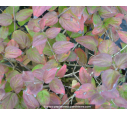 KOLKWITZIA amabilis 'Pink Cloud'