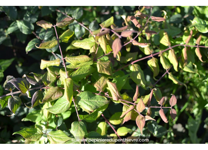 KOLKWITZIA amabilis 'Pink Cloud'