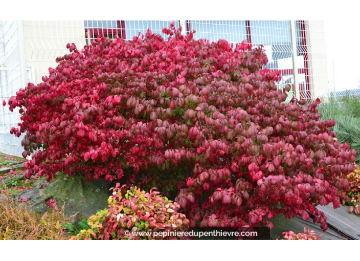EUONYMUS alatus 'Compactus' EUONYMUS alatus 'Compactus'