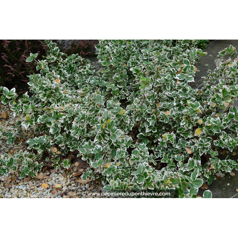 EUONYMUS fortunei 'Emerald Gaiety'