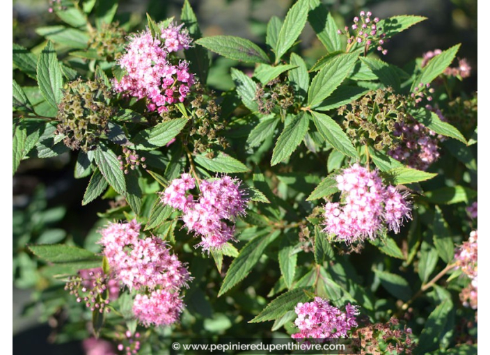 SPIRAEA japonica 'Shirobana'