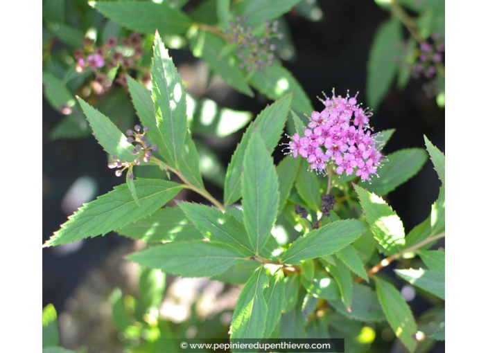 SPIRAEA japonica 'Shirobana' SPIRAEA japonica 'Shirobana'