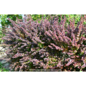 BERBERIS thunbergii \'Atropurpurea\'