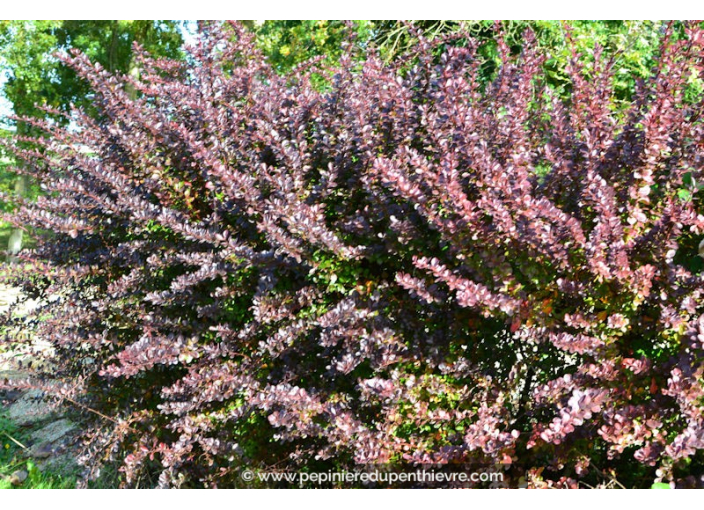 BERBERIS thunbergii 'Atropurpurea'