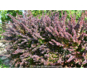 BERBERIS thunbergii 'Atropurpurea'