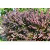 BERBERIS thunbergii \'Atropurpurea\'