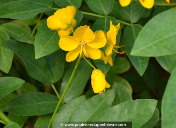 CASSIA floribunda