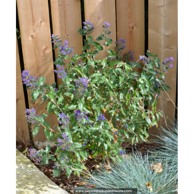 CARYOPTERIS x clandonensis 'Heavenly Blue'