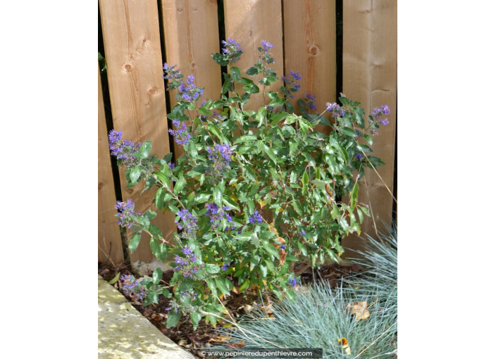 CARYOPTERIS x clandonensis 'Heavenly Blue'