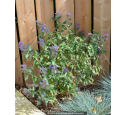 CARYOPTERIS x clandonensis 'Heavenly Blue' CARYOPTERIS x clandonensis 'Heavenly Blue'