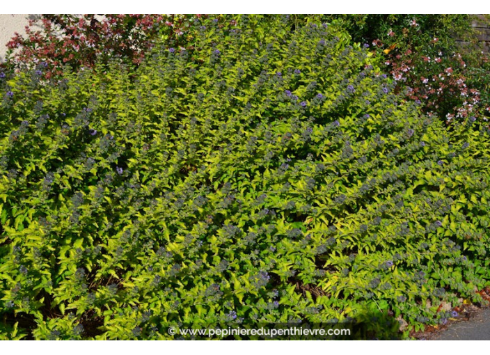 CARYOPTERIS x clandonensis 'Worcester Gold' CARYOPTERIS x clandonensis 'Worcester Gold'