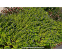 CARYOPTERIS x clandonensis 'Worcester Gold' CARYOPTERIS x clandonensis 'Worcester Gold'