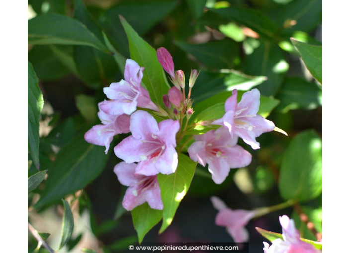 WEIGELA 'Conquête'