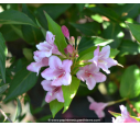 WEIGELA 'Conquête' WEIGELA 'Conquête'