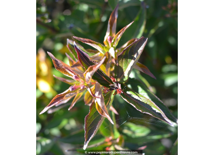 WEIGELA 'Conquête' WEIGELA 'Conquête'