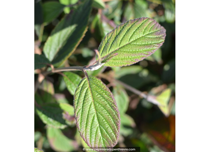 VIBURNUM plicatum 'Watanabe'