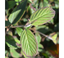 VIBURNUM plicatum 'Watanabe'