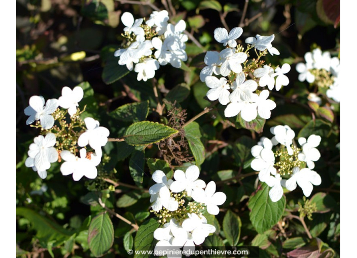 VIBURNUM plicatum 'Watanabe'