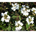 VIBURNUM plicatum 'Watanabe'