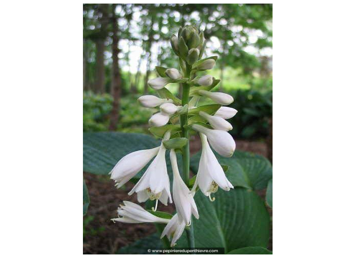 HOSTA 'Big Daddy'