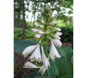 HOSTA 'Big Daddy'