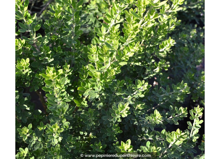 GENISTA 'Porlock' GENISTA 'Porlock'