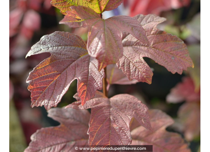 VIBURNUM opulus 'Roseum'