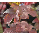VIBURNUM opulus 'Roseum'