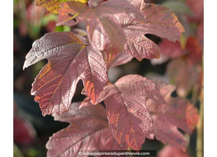 VIBURNUM opulus 'Roseum'