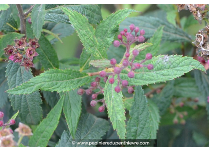SPIRAEA x bumalda 'Anthony Waterer'