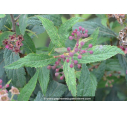 SPIRAEA x bumalda 'Anthony Waterer'