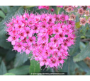 SPIRAEA x bumalda 'Anthony Waterer'