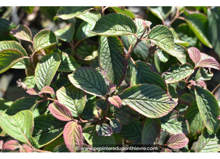 VIBURNUM plicatum 'Mariesii'