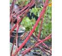CORNUS alba
