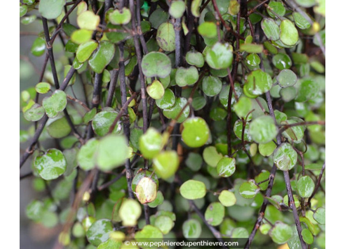 MUEHLENBECKIA complexa