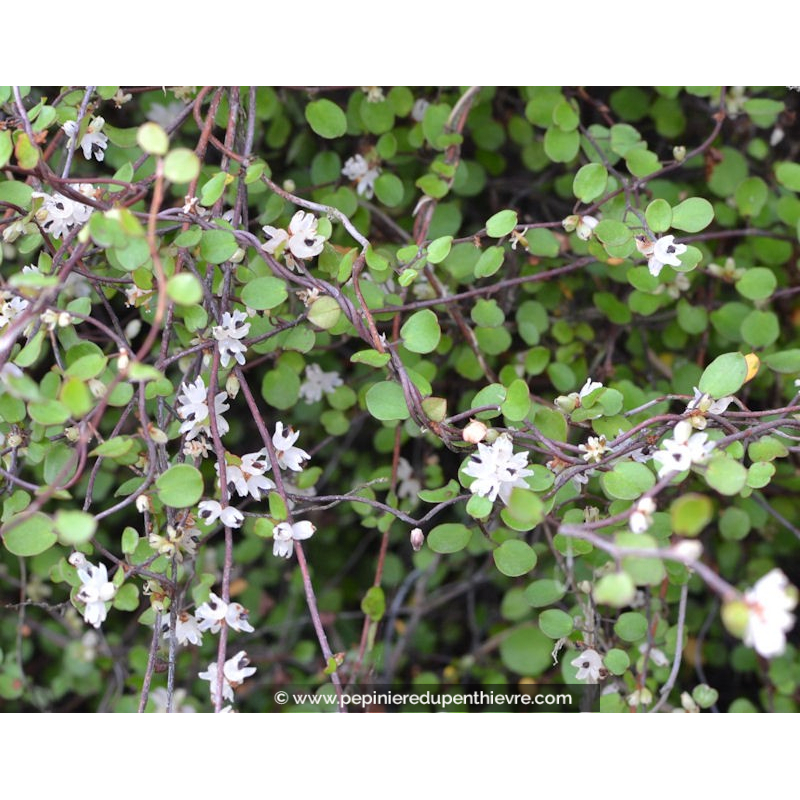 MUEHLENBECKIA complexa