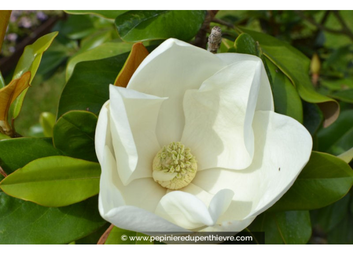 MAGNOLIA grandiflora 'Alta'